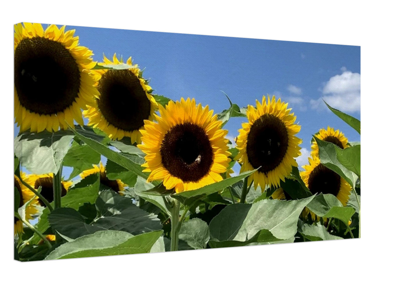 Summer Sunflowers Canvas