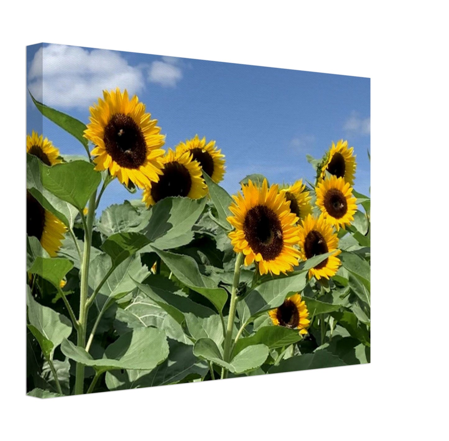 Summer Sunflowers Canvas