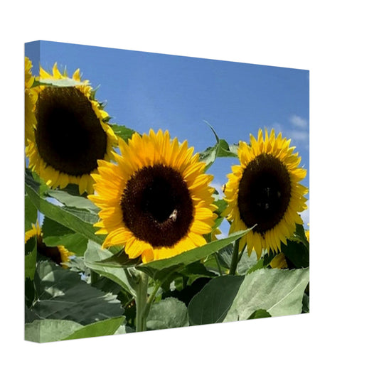 Summer Sunflowers Canvas