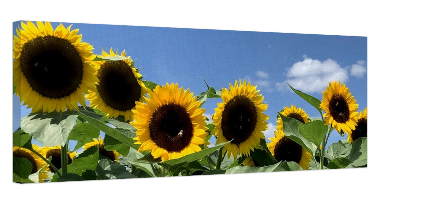 Summer Sunflowers Canvas